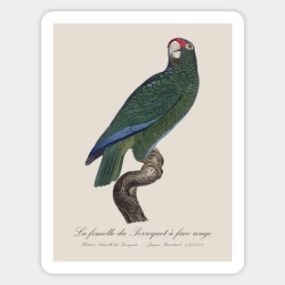 Cuban Amazon Parrot Female / La Femelle du Perroquet a Face Rouge Male - 19th century Jacques Barraband Illustration Sticker